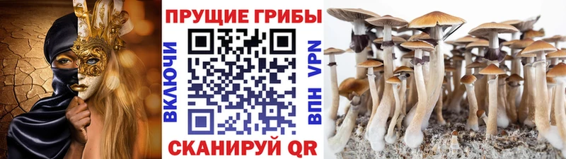 Псилоцибиновые грибы Psilocybine cubensis  Малаховка 
